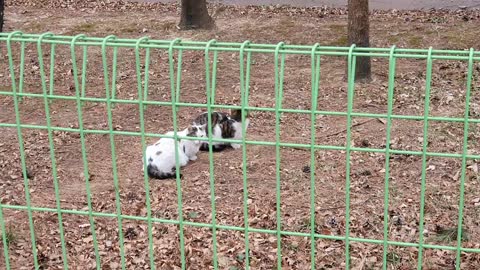 Cat couple dating