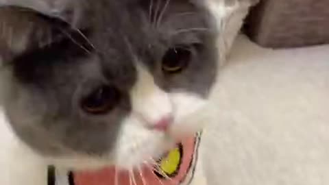 Cat funny moments 😅 #10