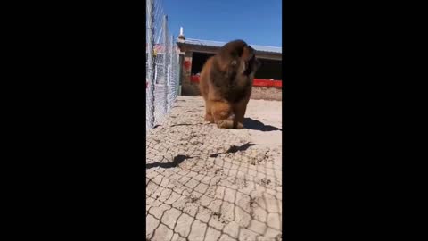 World biggest dog ever