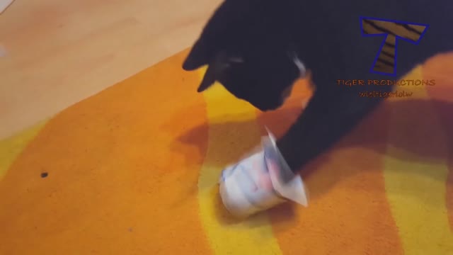 Super FUNNY VIDEOS compilation
