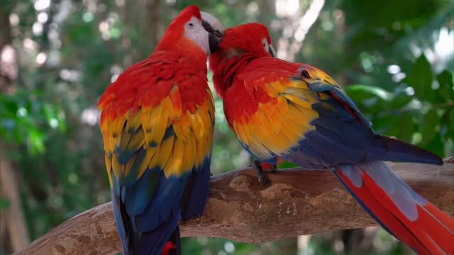 Parrot Birds Nature Forest Summer feathered Race