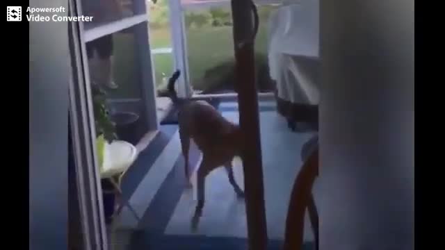 Animals Falling Over Funny Animals | Funny Animals Fail Compilation 2020
