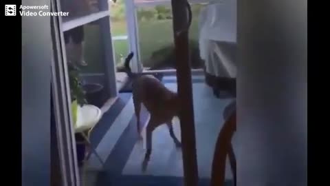 Animals Falling Over Funny Animals | Funny Animals Fail Compilation 2020