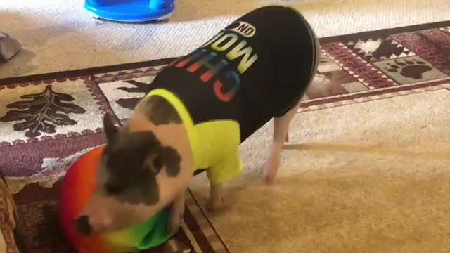 T-Shirt Shaw Pigs Trying to eat Soft Beach Ball in House Hall