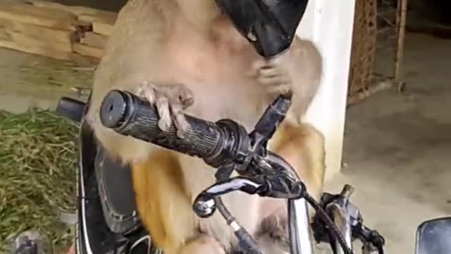 Funny monkey