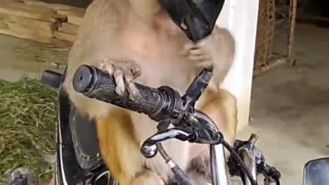 Funny monkey