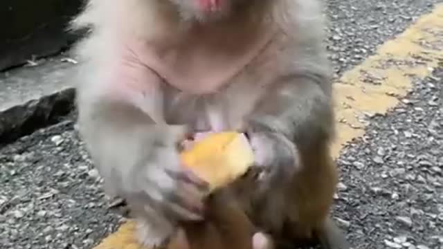 Cute Baby :) Monkey