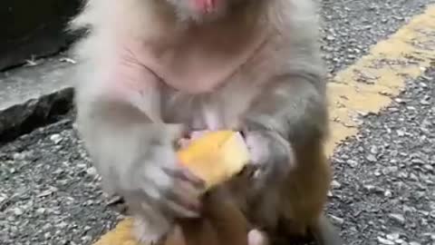 Cute Baby :) Monkey