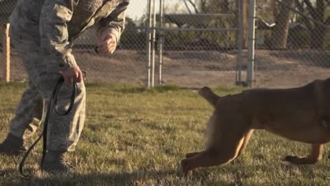 Dog traning video