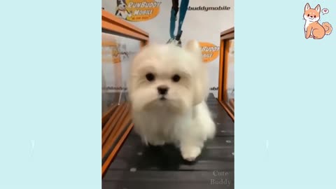😇adorable small dogs 😇