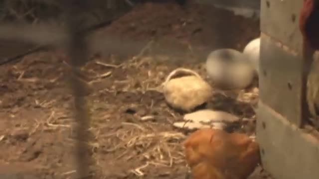 The World's Most Bizzare Pet Store - You Have NEVER seen Creatures Like This !!!