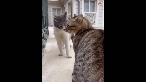 Cats and dogs