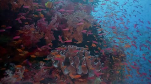 The underwater world of the ocean