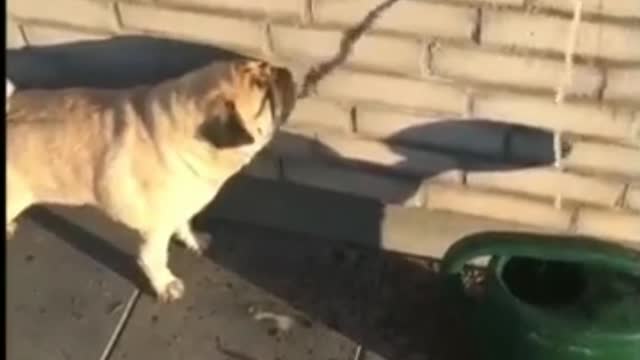 Funny videos cute animals and little baby lying in the middle of the Pitibulls🐕👶🐕‍🦺