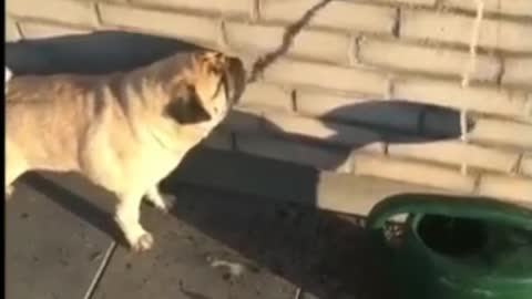 Funny videos cute animals and little baby lying in the middle of the Pitibulls🐕👶🐕‍🦺