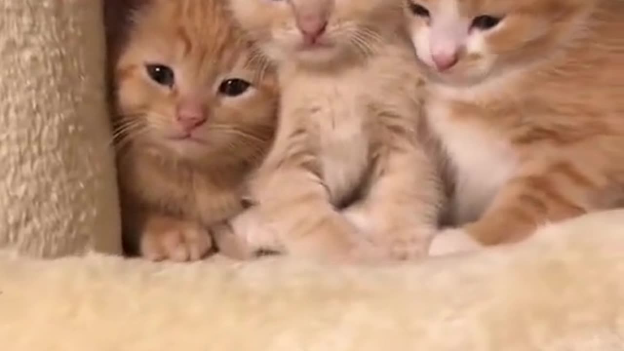 Funny Cat videos