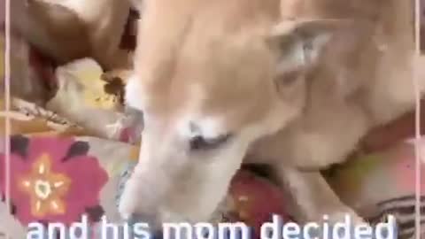 M’y dogs love kittens