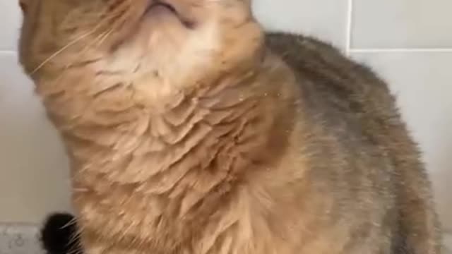 It's just a masterpiece