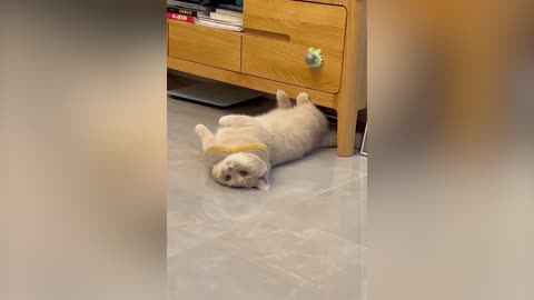 Cat hiding from the table
