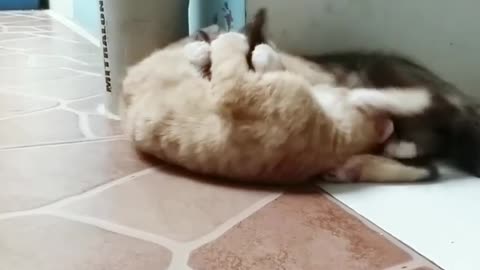 2 Kittens Love Each Other