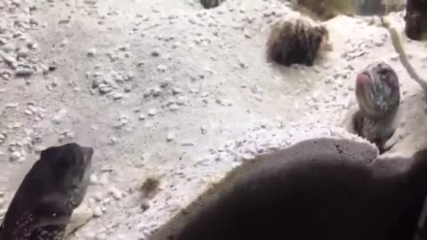 This is your shit..