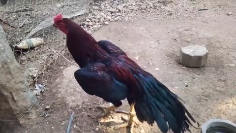 MY farm update Aseel