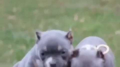 American Bully Dog