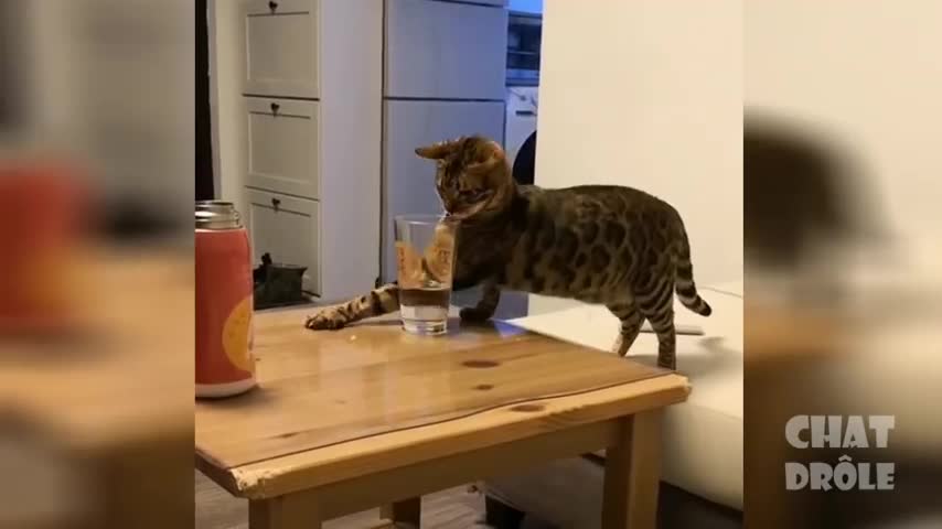 The best funny videos part 1