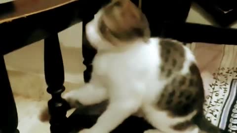 My naughty kitten playing funny