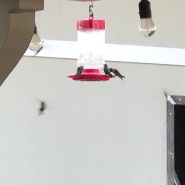 Feeding time at my zoo.