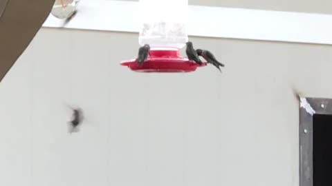 Feeding time at my zoo.