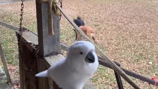 Cockatoo doesn’t want to go cook!