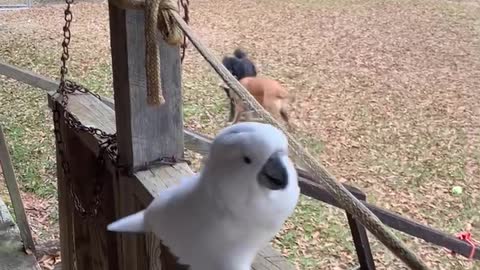 Cockatoo doesn’t want to go cook!