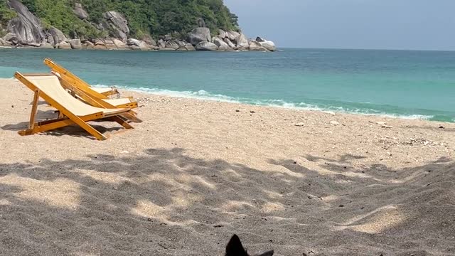 Video of a Dog on Beach