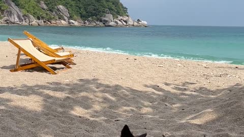 Video of a Dog on Beach