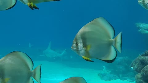 Sea animals eilat