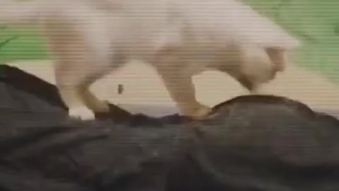 doubleshot cat
