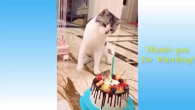Funny And Cute Cat's Life. Cats And Owners Are The Best Friends Videos