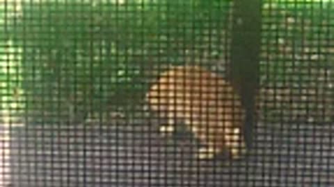My cat had killed a snake