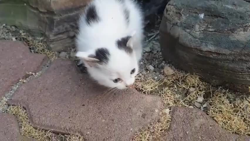 kittens : Mom, where are you going?