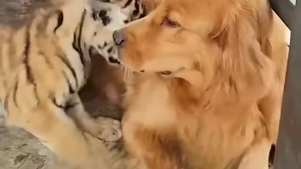 Animals Bonding