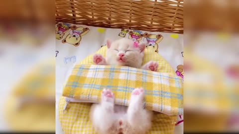 Baby Cats - Cute and Funny Cat Videos Compilation cambodia