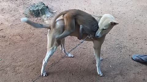 Monkey and dog funny action