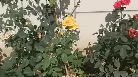 Colorful roses in front of my house