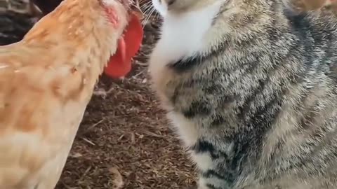 Cat 🐈 hens love 💞