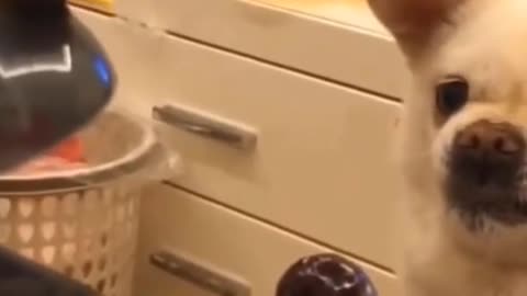 Funny Dog Fails 2022 Try Not To LAUGH