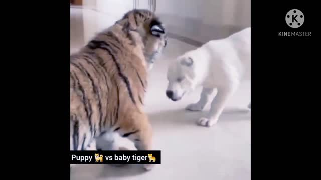 Cute baby dog🐶 vs cute baby tiger🐯😍.