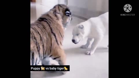 Cute baby dog🐶 vs cute baby tiger🐯😍.