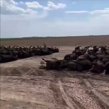 💢 In Kansas and Nebraska, cattle are dying by the thousands.