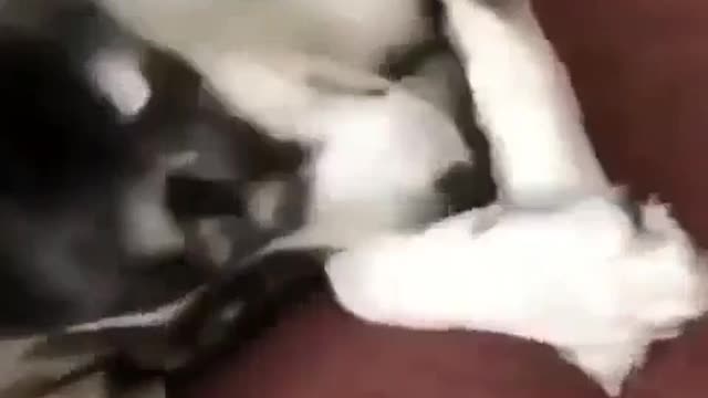 Shy Стесняшки